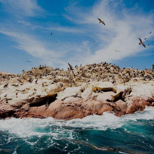 paracas-e-islas-ballestas
